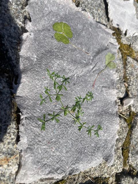 Papierschöpfen4